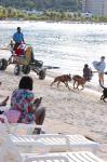 Santa Arrives On Dog Sled